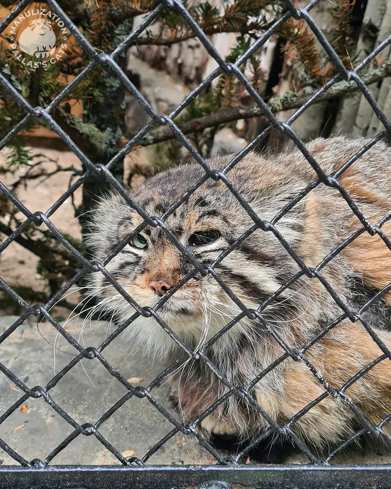 ノヴォシビルスク動物園のゼレノゴルスクの写真