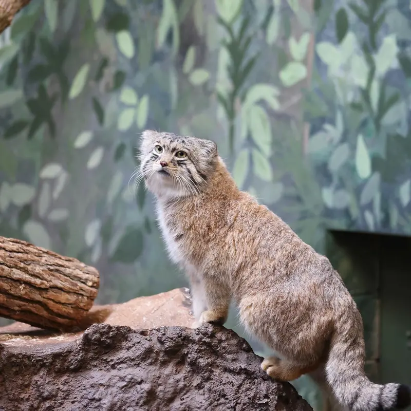 バーミンガム動物園のバタールの写真