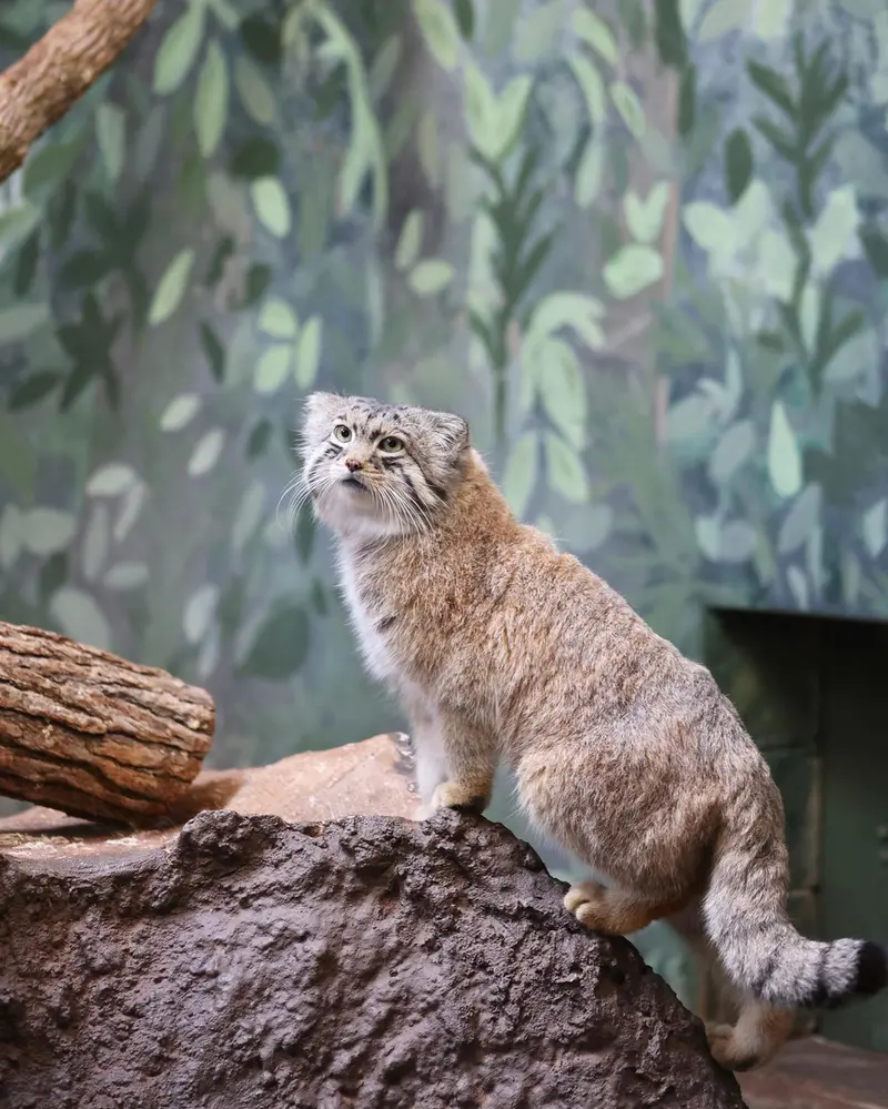 バーミンガム動物園のバタールの写真