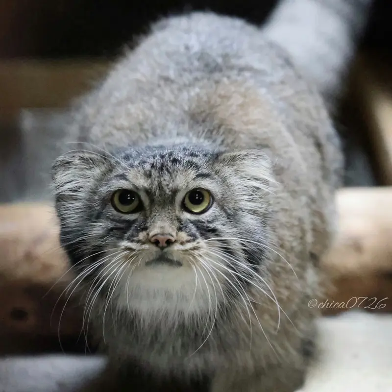 恩賜上野動物園のサフランの写真