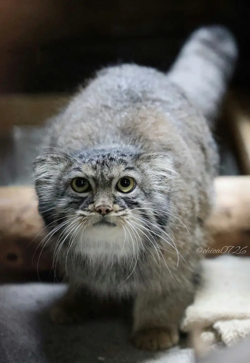 恩賜上野動物園のサフランの写真