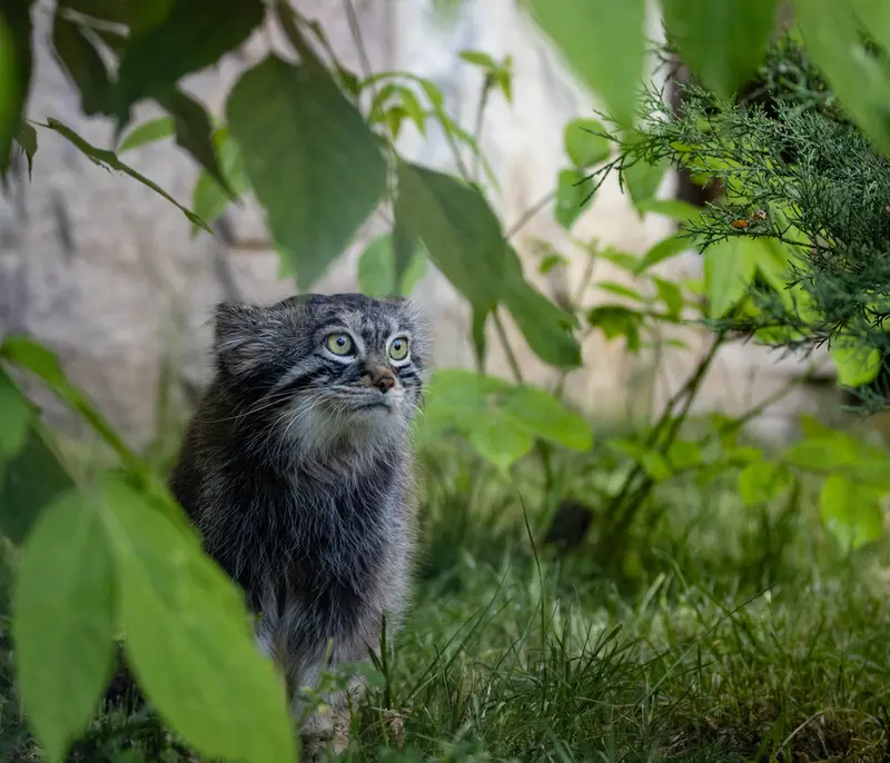 モスクワ動物園のティモフェイの写真