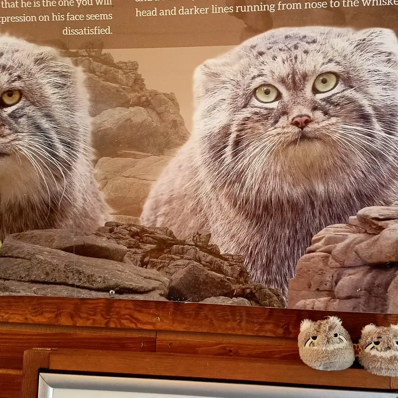 グダニスク動物園のマヌルネコの写真