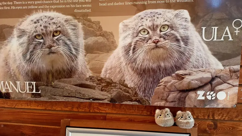 グダニスク動物園のマヌルネコの写真