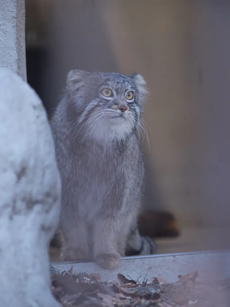 野毛山動物園のフィーガの写真