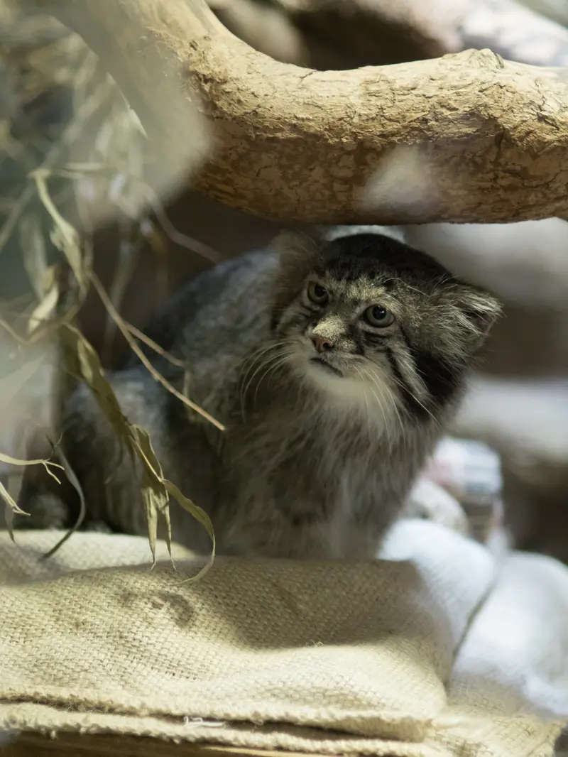 恩賜上野動物園のクリョンの写真