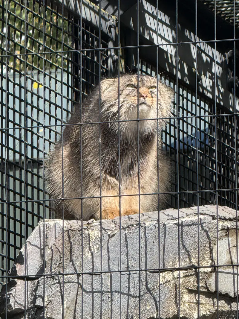 旭山動物園のヒデの写真