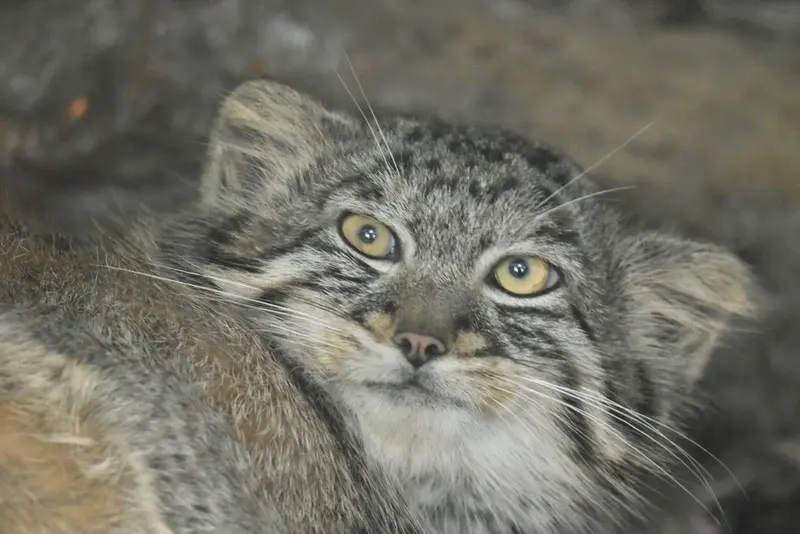 恩賜上野動物園のフィーガの写真