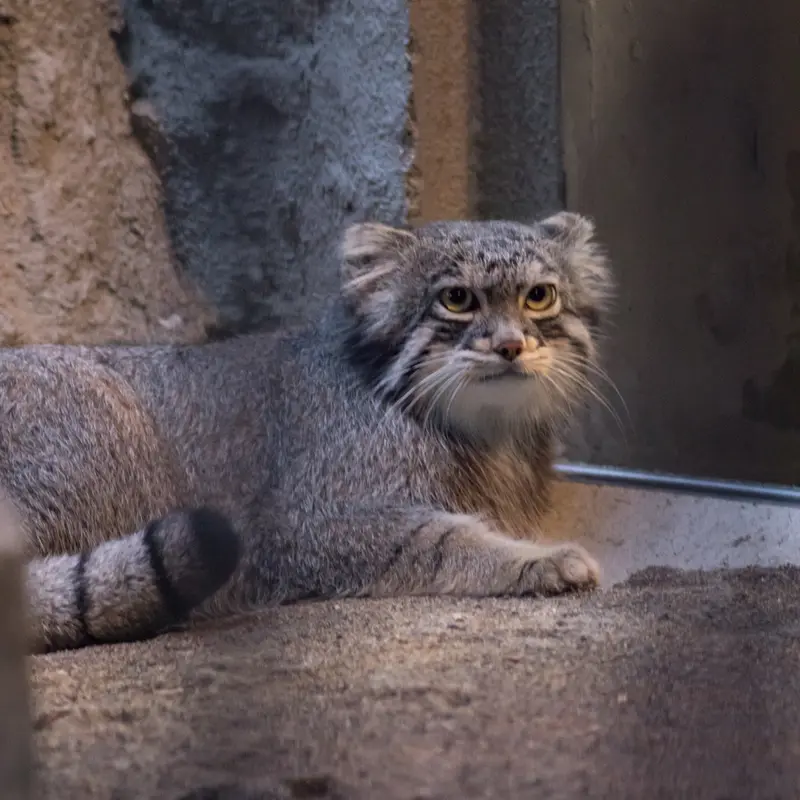 野毛山動物園のフィーガの写真