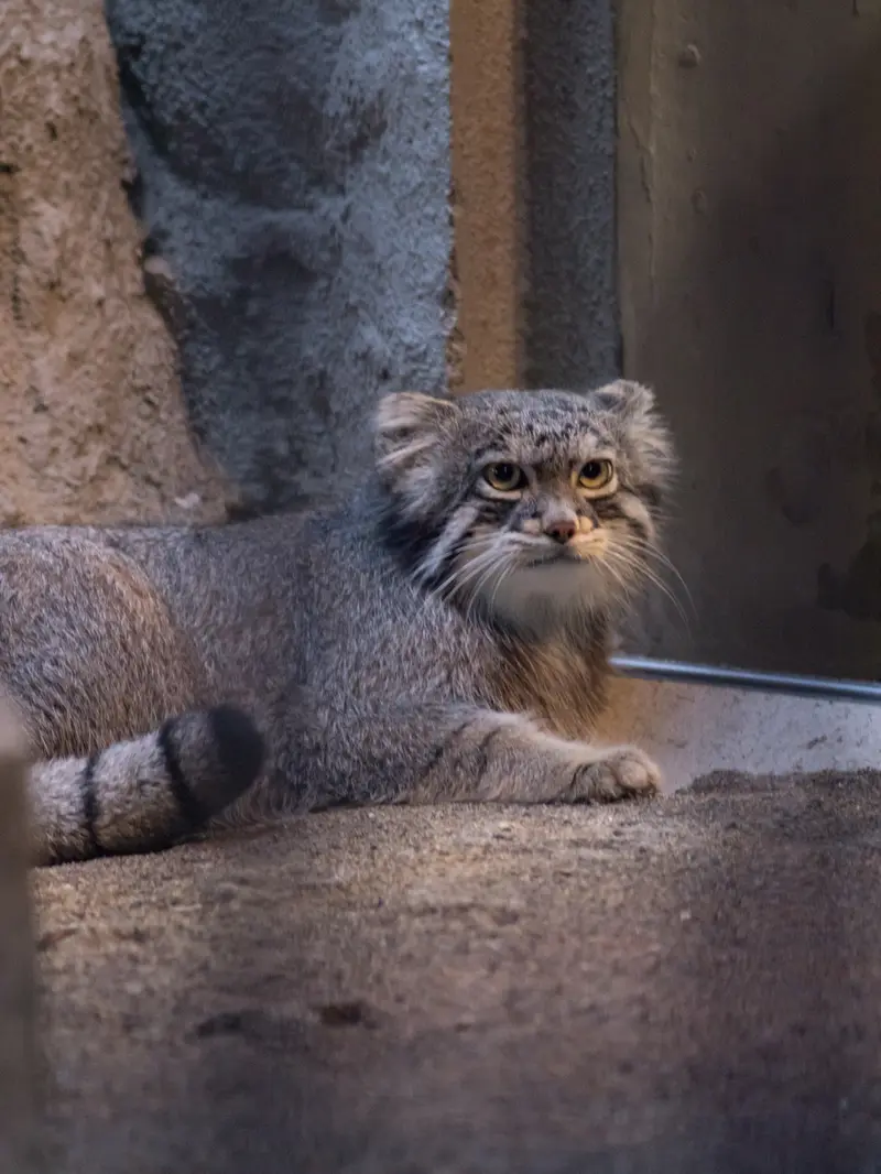 野毛山動物園のフィーガの写真