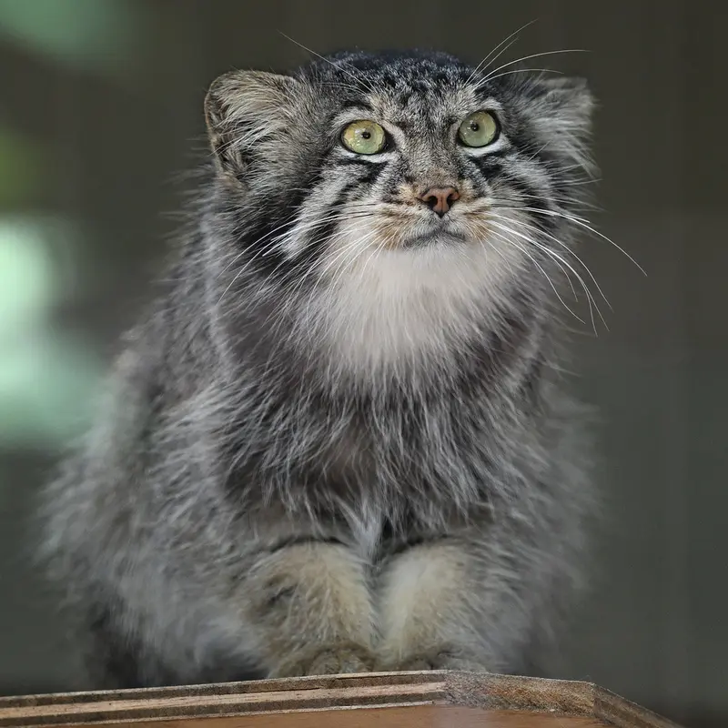 東山動植物園のヤスの写真