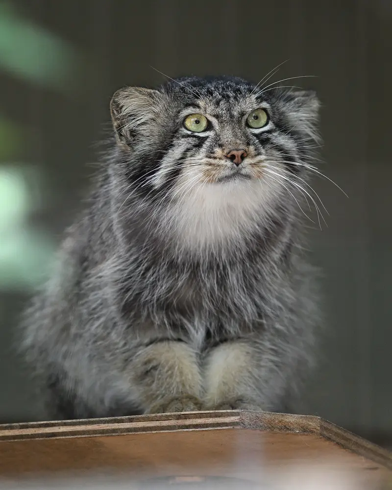東山動植物園のヤスの写真