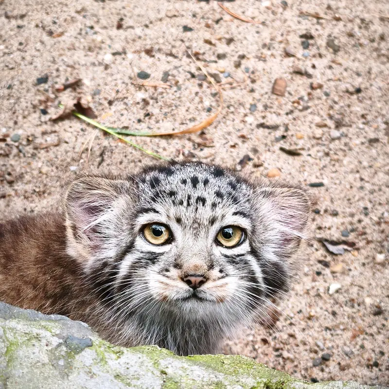 ノヴォシビルスク動物園のイヴの子（2026年生まれ）Ⅱの写真