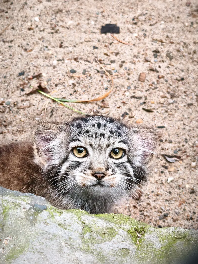 ノヴォシビルスク動物園のイヴの子（2026年生まれ）Ⅱの写真