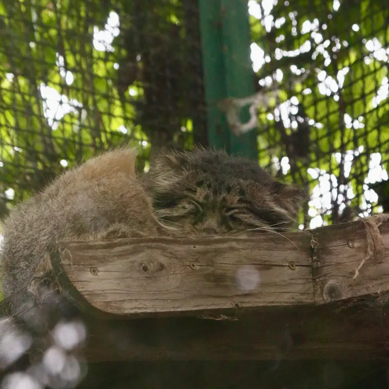 ブダペスト動物園＆植物園のボフスの写真