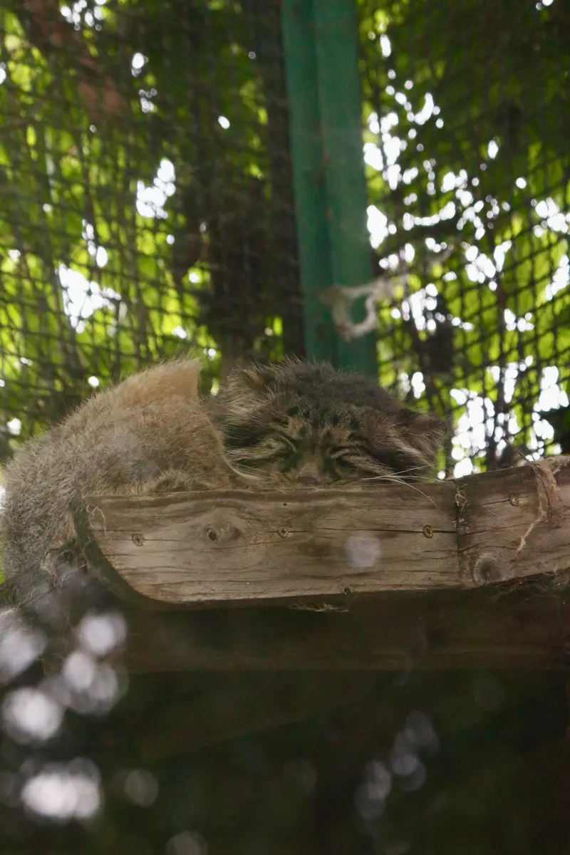 ブダペスト動物園＆植物園のボフスの写真