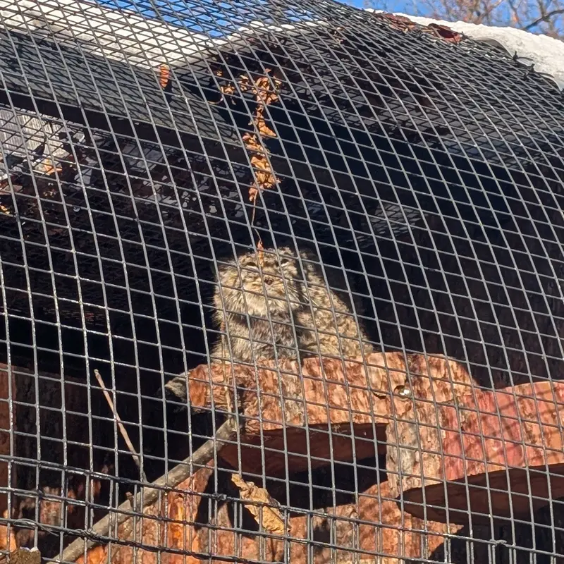 レニングラード動物園のスヴェンの写真
