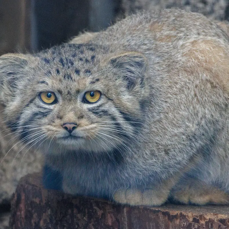 レニングラード動物園のマヌルネコの写真