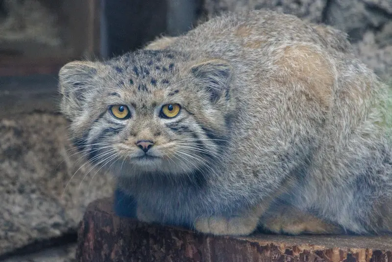 レニングラード動物園のマヌルネコの写真