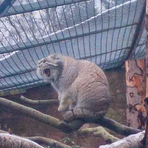 エディンバラ動物園のアキコの写真