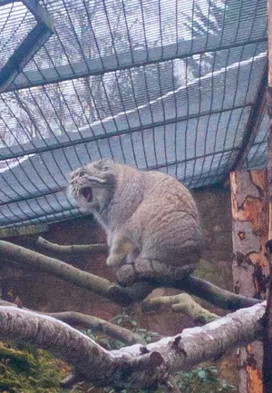 エディンバラ動物園のアキコの写真