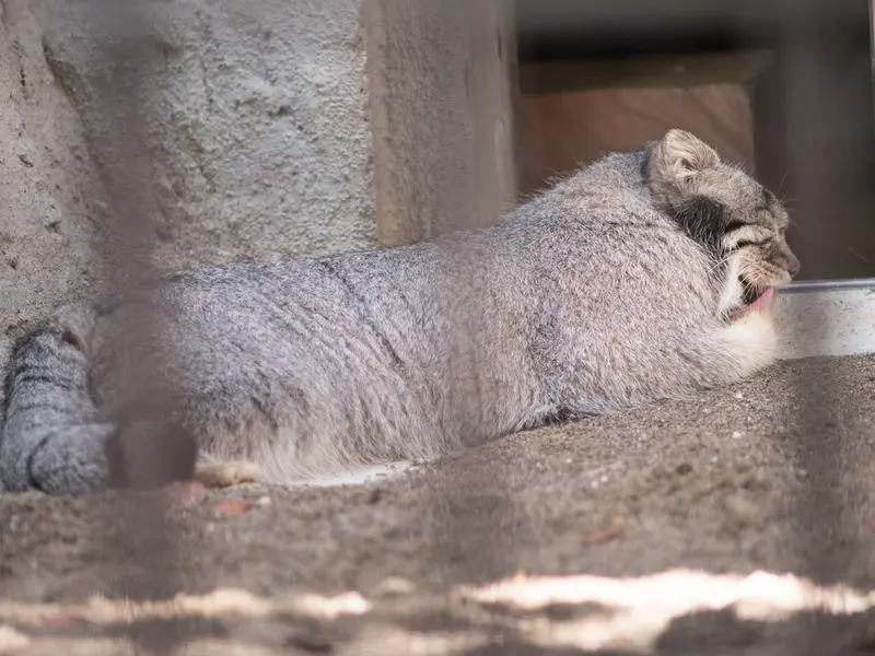 野毛山動物園のフィーガの写真