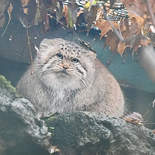 ティアパーク・ベルリンのマネキーネコの写真
