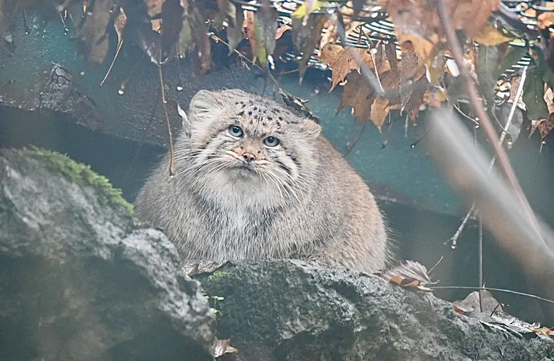ティアパーク・ベルリンのマネキーネコの写真