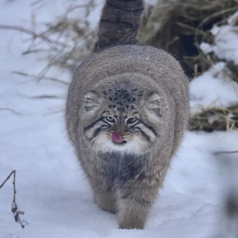 ノヴォシビルスク動物園のゼレノゴルスクの写真