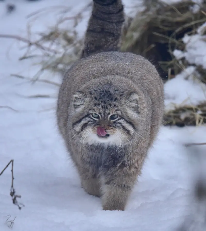 ノヴォシビルスク動物園のゼレノゴルスクの写真