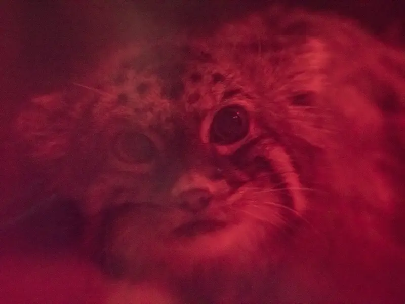 恩賜上野動物園のナイマの写真