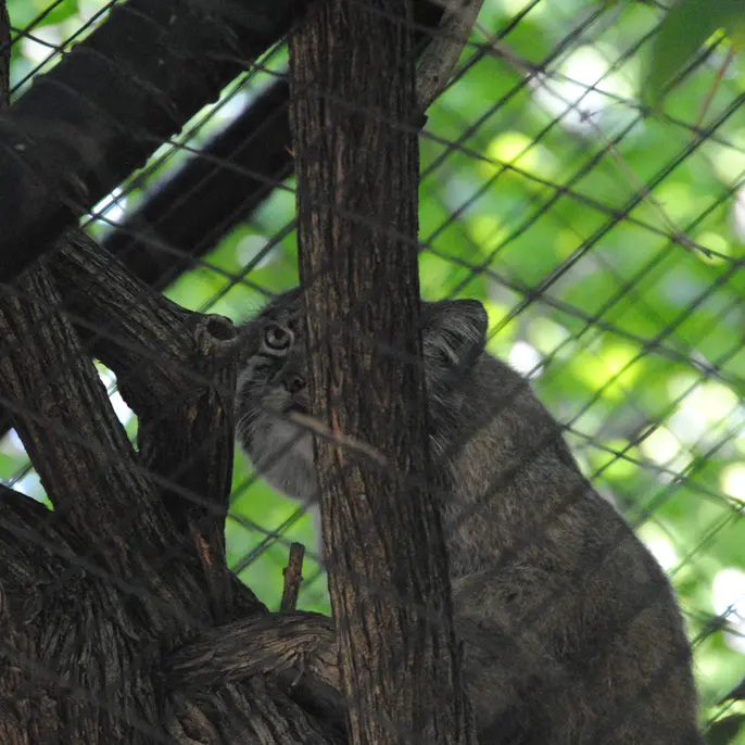 シンシナティ動物園のムーシューの写真