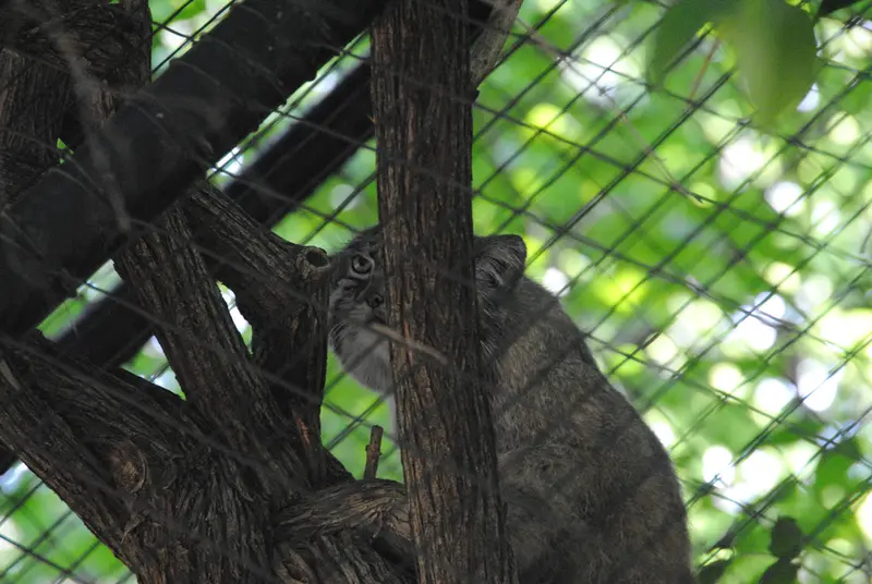 シンシナティ動物園のムーシューの写真