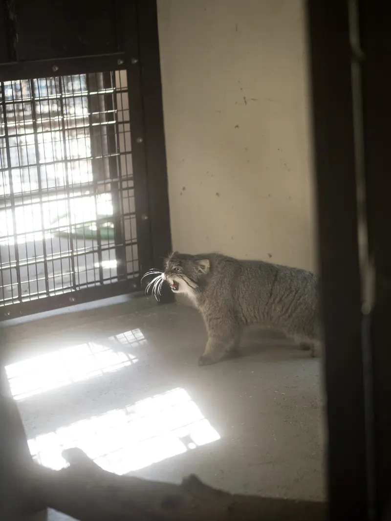 野毛山動物園のフィーガの写真