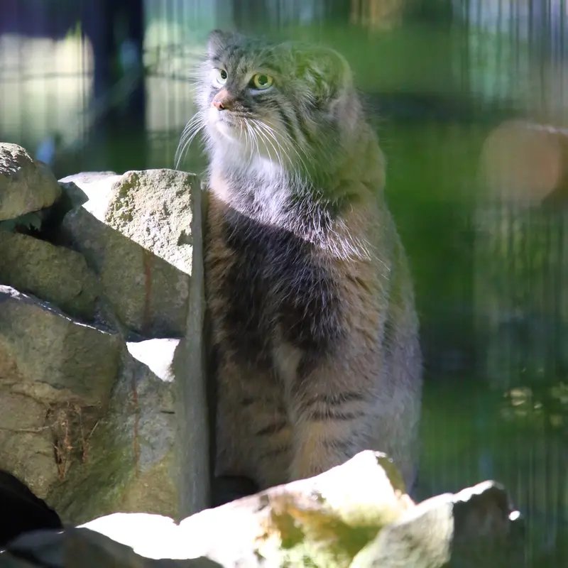 クラクフ動物園のツァスの写真