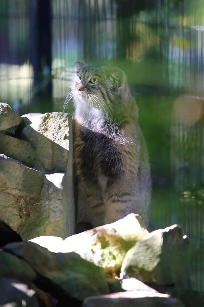 クラクフ動物園のツァスの写真