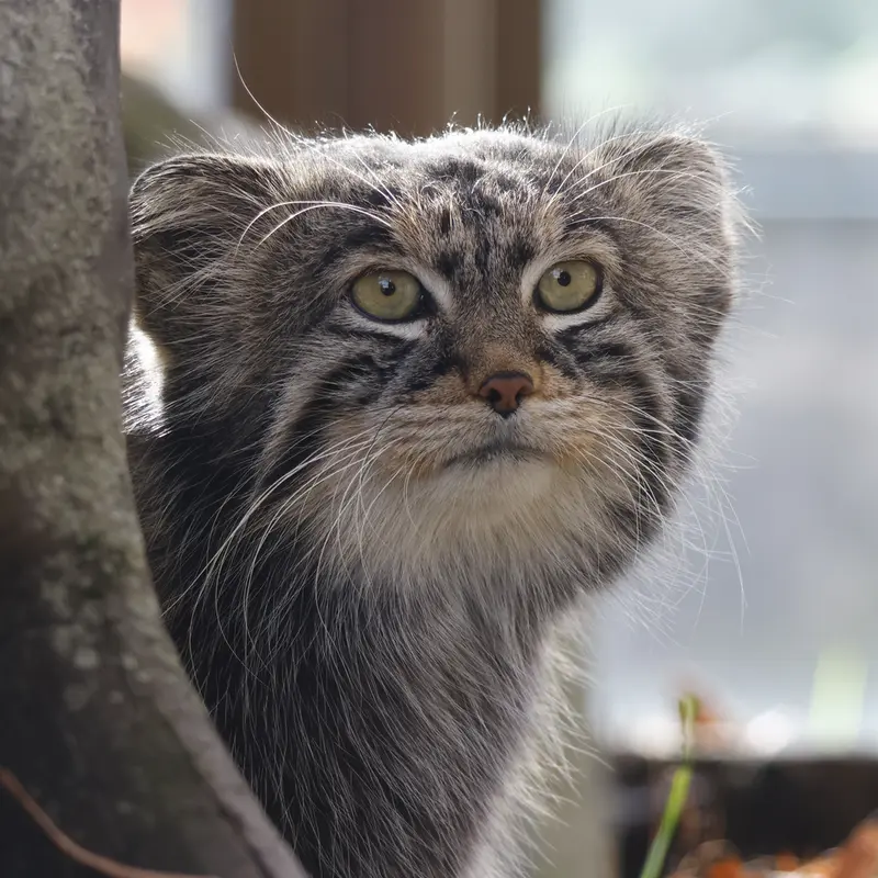 モスクワ動物園のティモフェイの写真