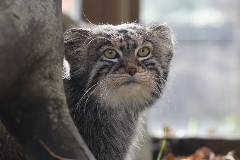 モスクワ動物園のティモフェイの写真