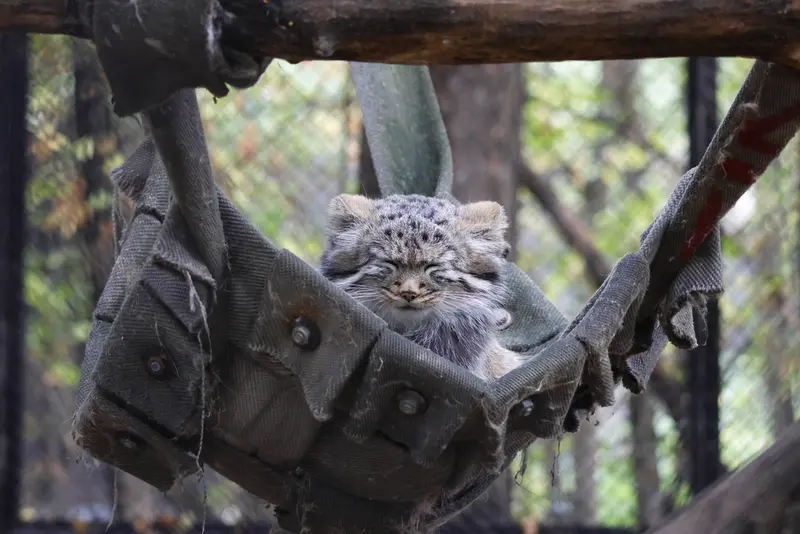 ノヴォシビルスク動物園のマヌルネコの写真