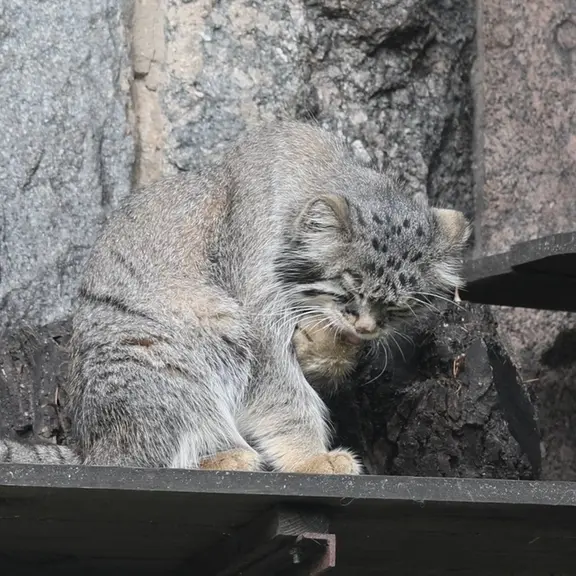 モスクワ動物園のマヌルネコの写真