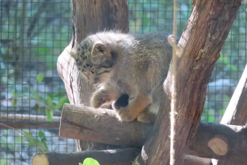 ブルノ動物園のマヌルネコの写真