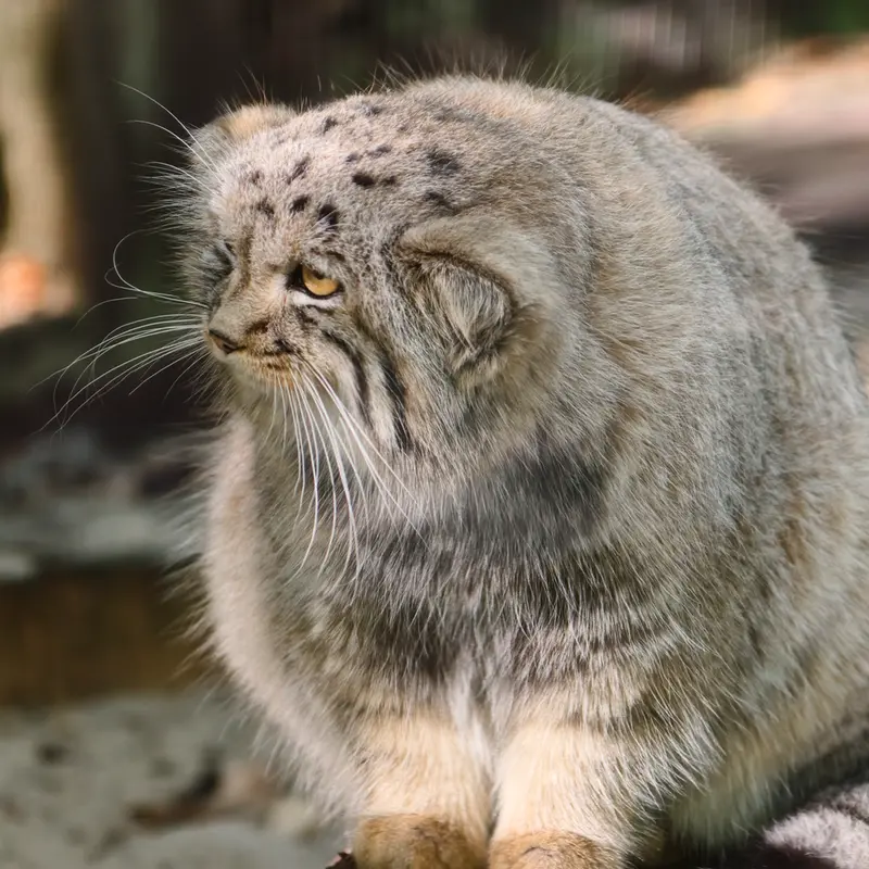 コシツェ動物園のアラニの子（2026年生まれ）Ⅱの写真