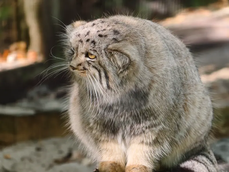 コシツェ動物園のアラニの子（2026年生まれ）Ⅱの写真