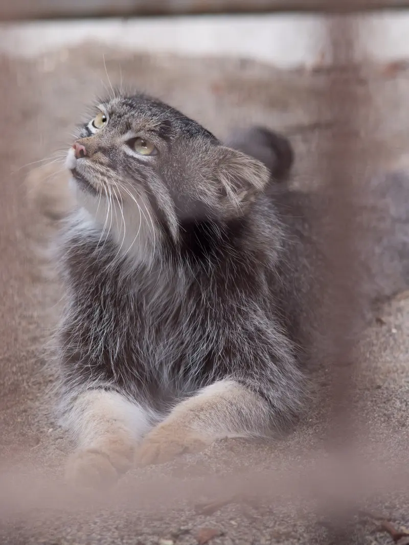 野毛山動物園のフィーガの写真