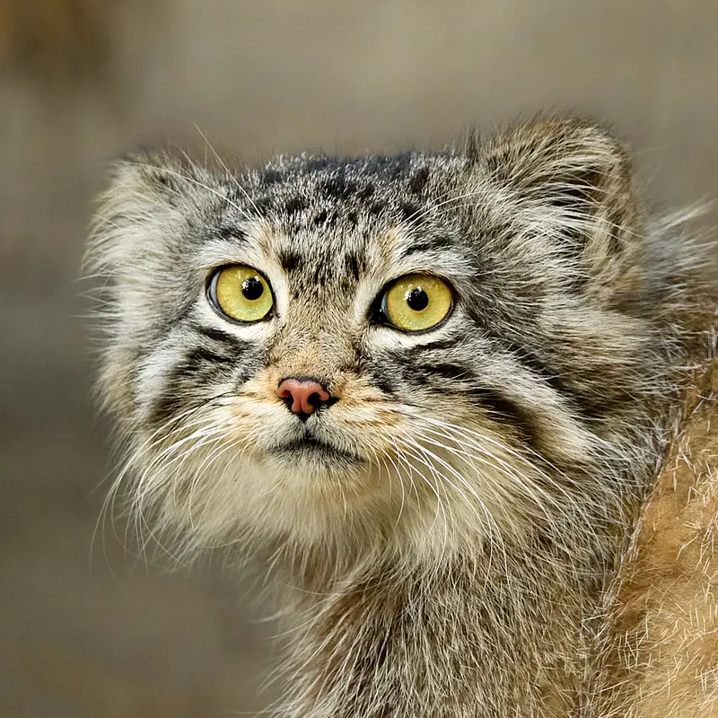グリーンズ動物救護・リハビリテーションセンターのマヌルネコのエルフ