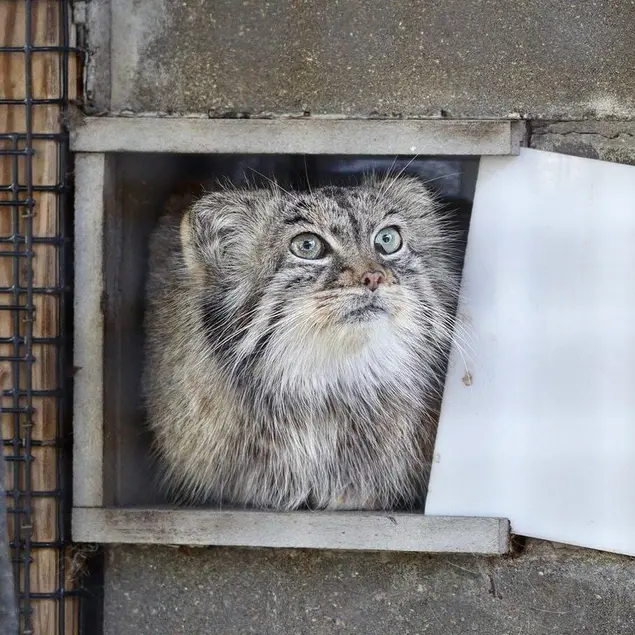 ミラー・パーク動物園のノゾミの写真