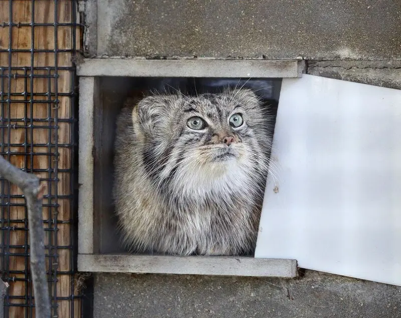 ミラー・パーク動物園のノゾミの写真