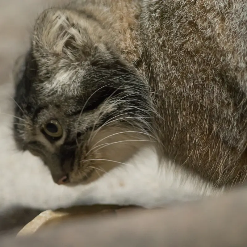恩賜上野動物園のサフランの写真