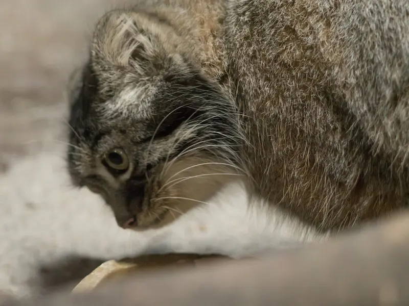 恩賜上野動物園のサフランの写真