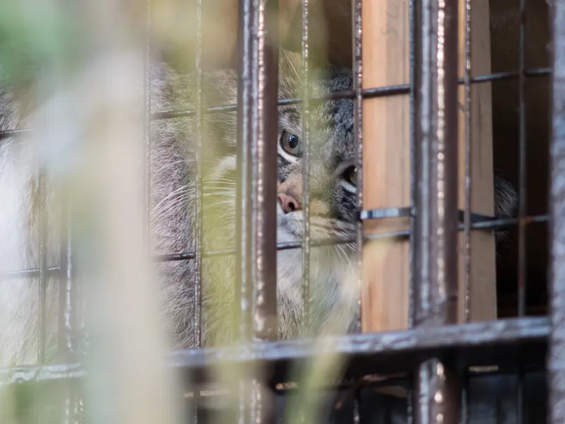 野毛山動物園のフィーガの写真